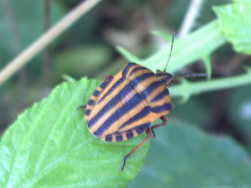 Pentatomidae: Graphosoma lineatum lineatum di Pabillonis